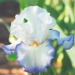 Ирис Queen's Circle фото
