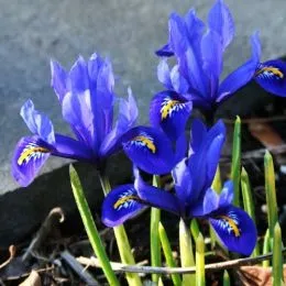 Ирис Reticulata 100 шт/уп фото