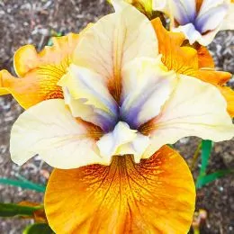 Ирис Siberica Orange Grooves фото