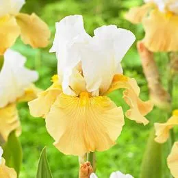 Ирис Apricot Frosty фото