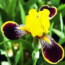 Ирис Bumblebee Deelite фото