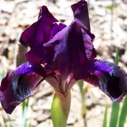 Ирис Pumila Jewel Baby фото