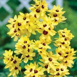 Подарок! Иксия Yellow Emperor фото