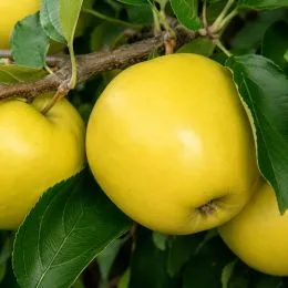 Яблоня Голден Делишес фото