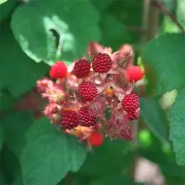 Малина японская фото