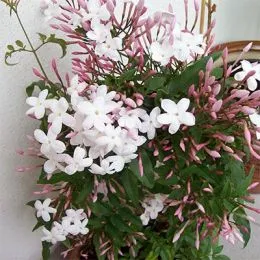 Жасмин Officinale фото