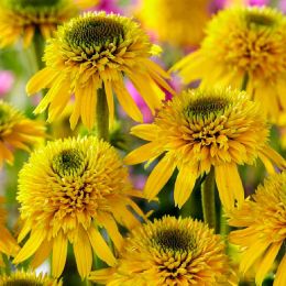 Эхинацея Eccentric Yellow фото