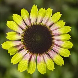 Эхинацея Prairie Blaze Vintage Lime фото