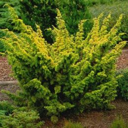 Можжевельник Plumosa Aurea фото