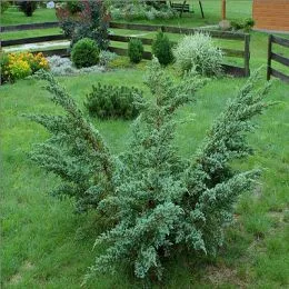 Можжевельник Meyeri фото
