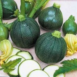 Кабачок Зеленый Шар фото