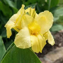 Канна Primrose Yellow фото
