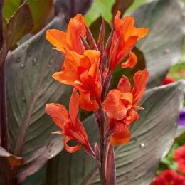 Канна Red Stripe фото