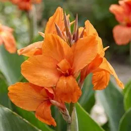 Канна Shining Orange фото