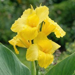 Канна Shining Yellow фото