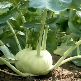 Капуста кольраби Деликатесная фото