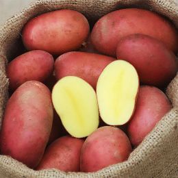 Картофель Алюэтт (первая репродукция) фото
