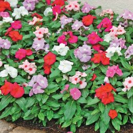 Барвинок (Катарантус) Хетвайв смесь фото
