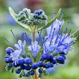 Кариоптерис Kew Blue фото
