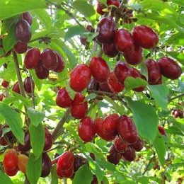 Кизил Светлячок фото