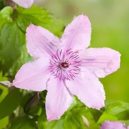 Клематис Hagley Hybrids фото