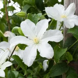 Клематис White Arabella фото