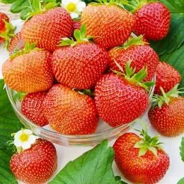 Клубника Polka (Средний) фото