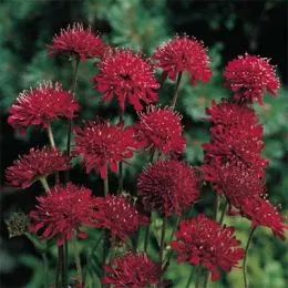 Короставник Red Knight фото