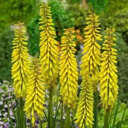 Книфофия Sunningdale Yellow фото