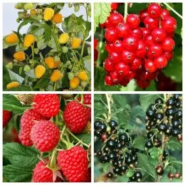 Комплект плодовых кустарников Вкус Детства фото