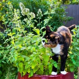 Котовник лимонный фото