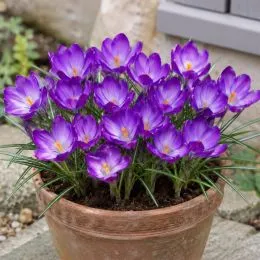 Крокус Ruby Giant фото