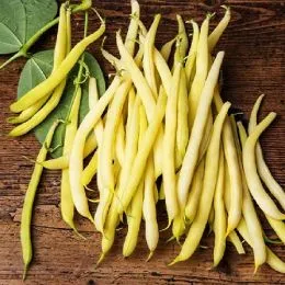 Фасоль Сонеста фото