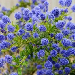 Цеанотус Repens фото