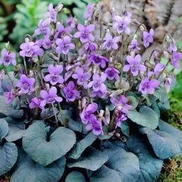 Виола Labradorica фото