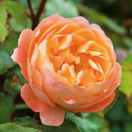 Роза Lady Emma Hamilton фото