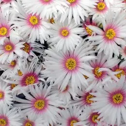 Лампрантус Lido Whitepink фото