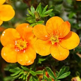 Лапчатка Tangerine фото