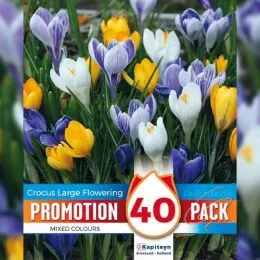 Промо-пак Крокус Large Flowering Mixed (Брендовые луковицы KAPITEYN®) фото