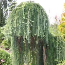 Лиственница Stiff Weeper фото