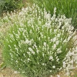 Лаванда Arctic Snow фото