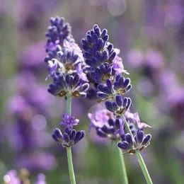 Лаванда Hidcote Blue Strain фото