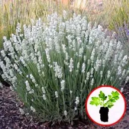 Лаванда Edelweiss (рассада) фото