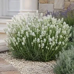 Лаванда Hidcote White фото