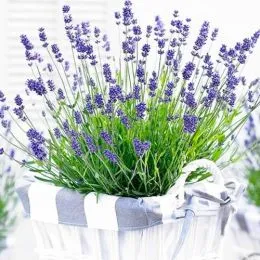 Лаванда Essence Purple фото