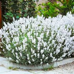 Лаванда Edelweiss фото