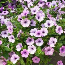 Петуния Lavender Sky фото