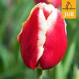 Тюльпан Leen Van Der Mark (Брендовые луковицы Jub Holland) фото