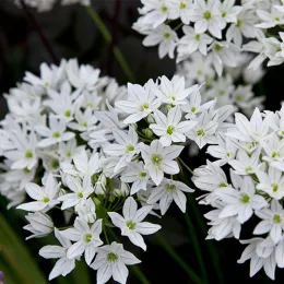 Трителея Silver Queen фото