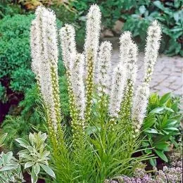 Лиатрис Floristan White фото
